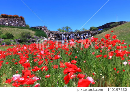 [Kagawa Prefecture] Springtime at Sanuki Mannou National Park (Shirley Poppies) 140197880