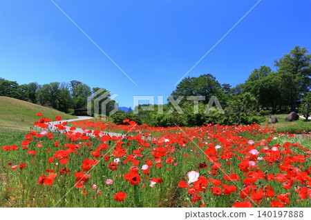 [Kagawa Prefecture] Springtime at Sanuki Mannou National Park (Shirley Poppies) 140197888