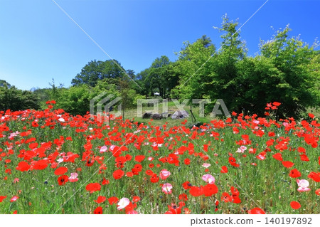 [Kagawa Prefecture] Springtime at Sanuki Mannou National Park (Shirley Poppies) 140197892