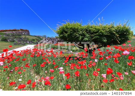 [Kagawa Prefecture] Springtime at Sanuki Mannou National Park (Shirley Poppies) 140197894