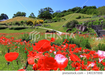 [Kagawa Prefecture] Springtime at Sanuki Mannou National Park (Shirley Poppies) 140197898