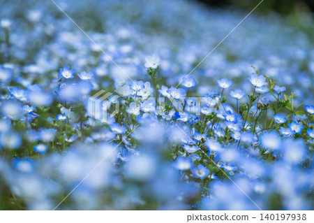 Clusters of nemophila flowers adorn the blue paradise. Clusters of nemophila flowers adorn the blue paradise. 140197938