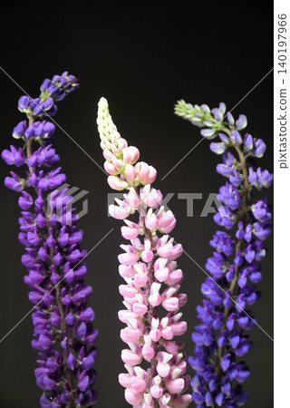 Lupine flower (close-up) Lupine flower (close-up) 140197966
