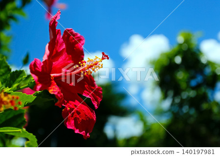 Okinawa blue sky and red hibiscus Okinawa blue sky and red hibiscus 140197981