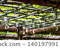 Numerous wind chimes hanging from a wisteria trellis (Yakushiike Park) 140197991