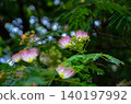 The mimosa blossoms have a vibrant gradient of colors. 140197992
