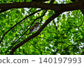 A brown-eared bulbul perched on a summer maple tree (Tamagawadai Park) 140197993