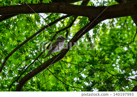 一隻棕耳鵯棲息在夏楓樹上(玉川台公園) 一隻棕耳鵯棲息在夏楓樹上(玉川台公園) 140197993