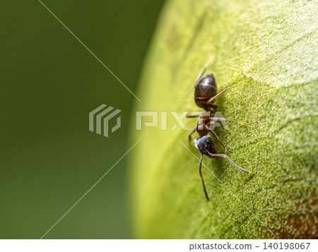 Macro shot Of an Ant On peony Flower Bud Macro shot Of an Ant On peony Flower Bud 140198067