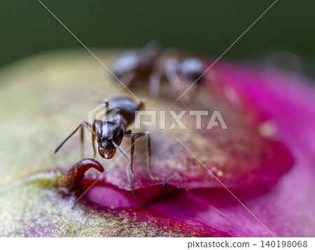 Macro shot Of Ants On peony Flower Bud Macro shot Of Ants On peony Flower Bud 140198068