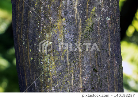 Smooth Gray Bark of European Hornbeam Carpinus betulus Smooth Gray Bark of European Hornbeam Carpinus betulus 140198287