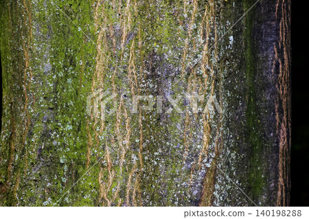 Textured Carpinus betulus Bark with Moss and Lichen Growth Textured Carpinus betulus Bark with Moss and Lichen Growth 140198288