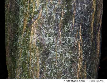 European Hornbeam Bark with Lichens Carpinus betulus in Nitra Botanical Garden European Hornbeam Bark with Lichens Carpinus betulus in Nitra Botanical Garden 140198290