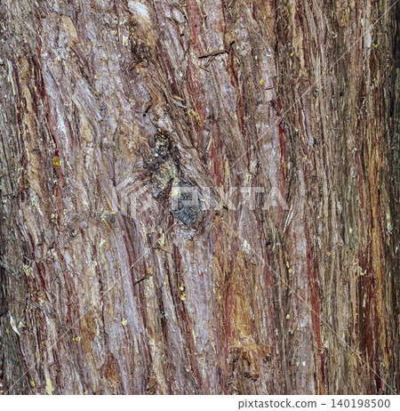 Leyland Cypress Bark Texture Cuprocyparis leylandii Close Up Leyland Cypress Bark Texture Cuprocyparis leylandii Close Up 140198500