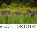 The irises that bloomed in early summer 140198545