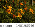 Nikkokishge 140198546