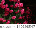 A red rose 140198547