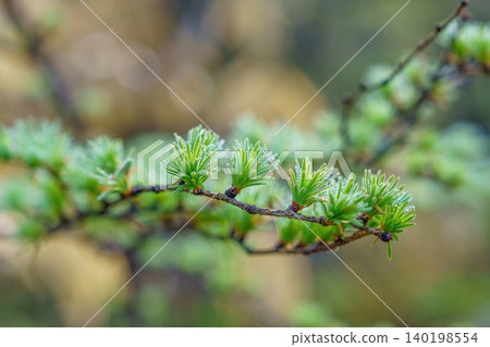 落葉松嫩芽在晨露的襯托下閃閃發光,背景是美麗的散景:這是春天到來、綠意盎然的自然景象。 落葉松嫩芽在晨露的襯托下閃閃發光,背景是美麗的散景:這是春天到來、綠意盎然的自然景象。 140198554
