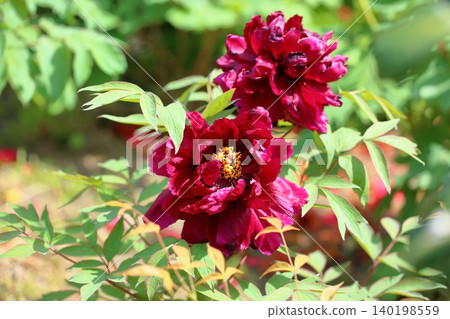 Spring, peonies in full bloom 140198559