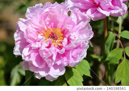 Spring, peonies in full bloom Spring, peonies in full bloom 140198561