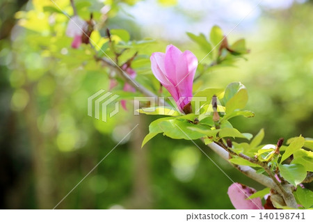 Refreshing Magnolia blossoms Refreshing Magnolia blossoms 140198741