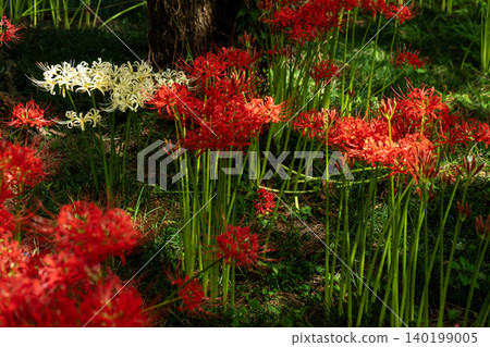 White cluster amaryllis White cluster amaryllis 140199005