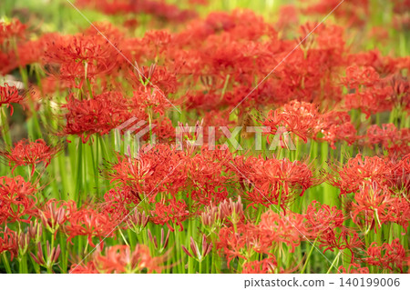 red spider lily red spider lily 140199006