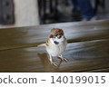 Friendly sparrow 140199015