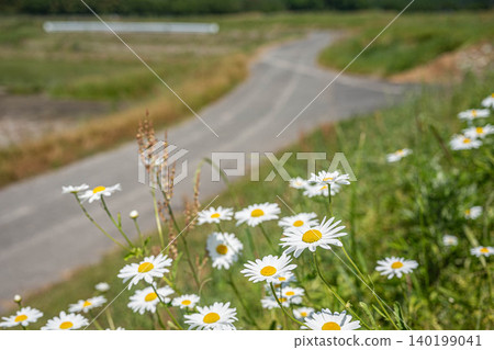 Wildflowers blooming in the rural area of Lake Biwa: French daisies, Makino-cho, Takashima City, Shiga Prefecture Wildflowers blooming in the rural area of Lake Biwa: French daisies, Makino-cho, Takashima City, Shiga Prefecture 140199041