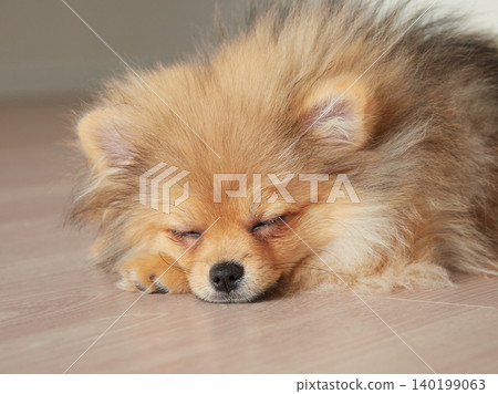 一隻可愛的博美幼犬在客廳睡得正香。 140199063