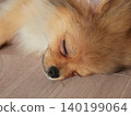 一隻可愛的博美幼犬在客廳睡得正香。 一隻可愛的博美幼犬在客廳睡得正香。 140199064