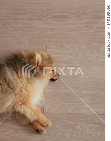 一隻可愛的博美幼犬在客廳睡得正香。 一隻可愛的博美幼犬在客廳睡得正香。 140199066