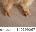 一隻可愛的博美幼犬在客廳睡得正香。 一隻可愛的博美幼犬在客廳睡得正香。 140199067