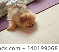 一隻可愛的博美幼犬在客廳睡得正香。 一隻可愛的博美幼犬在客廳睡得正香。 140199068