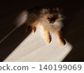 一隻可愛的博美幼犬在客廳裡享受陽光。 一隻可愛的博美幼犬在客廳裡享受陽光。 140199069