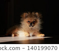 一隻可愛的博美幼犬在客廳裡享受陽光。 一隻可愛的博美幼犬在客廳裡享受陽光。 140199070