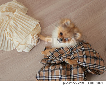 A cute Pomeranian puppy playing happily in the living room of the house. A cute Pomeranian puppy playing happily in the living room of the house. 140199071