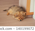 一隻可愛的博美幼犬在客廳睡得正香。 一隻可愛的博美幼犬在客廳睡得正香。 140199072