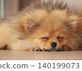一隻可愛的博美幼犬在客廳睡得正香。 一隻可愛的博美幼犬在客廳睡得正香。 140199073