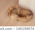 一隻可愛的博美幼犬在客廳睡得正香。 一隻可愛的博美幼犬在客廳睡得正香。 140199074