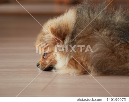 一隻可愛的博美幼犬在客廳睡得正香。 140199075