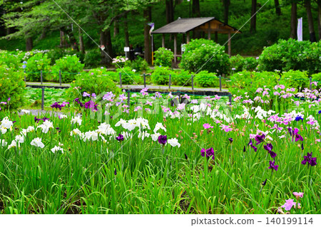 Irises in full bloom, at their best. 140199114