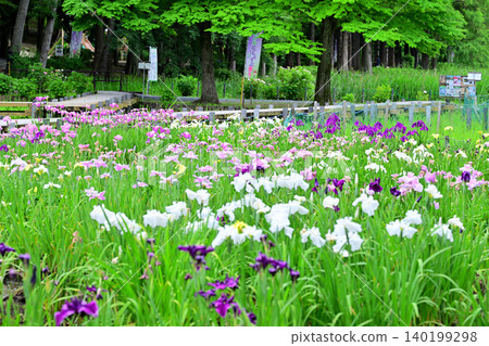 Irises in full bloom, at their best. Irises in full bloom, at their best. 140199298