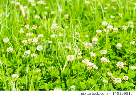 Searching for a four-leaf clover that brings happiness | Background image of white clover bathed in the soft light of spring (Happy) 140199813