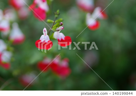 紅色和白色的花朵 紅色和白色的花朵 140199844