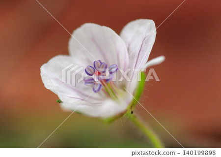 Geranium thunbergii, a wild flower blooming in the autumn fields. Geranium thunbergii, a wild flower blooming in the autumn fields. 140199898