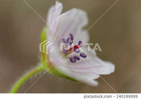 Geranium thunbergii, a wild flower blooming in the autumn fields. 140199899