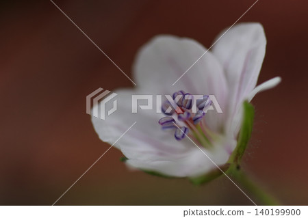 秋日田野裡盛開的野花-黑花天竺葵(Geranium thunbergii)。 秋日田野裡盛開的野花-黑花天竺葵(Geranium thunbergii)。 140199900