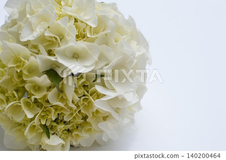 A round bouquet of cream-colored hydrangeas 140200464