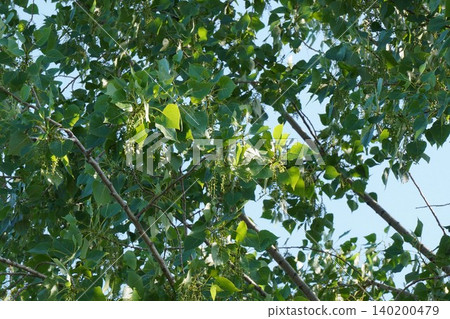 European black aspens, with its fluffy seeds beginning to fly - May 2026 European black aspens, with its fluffy seeds beginning to fly - May 2026 140200479